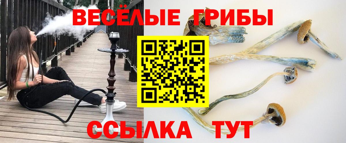 Псилоцибиновые грибы Psilocybe Калуга